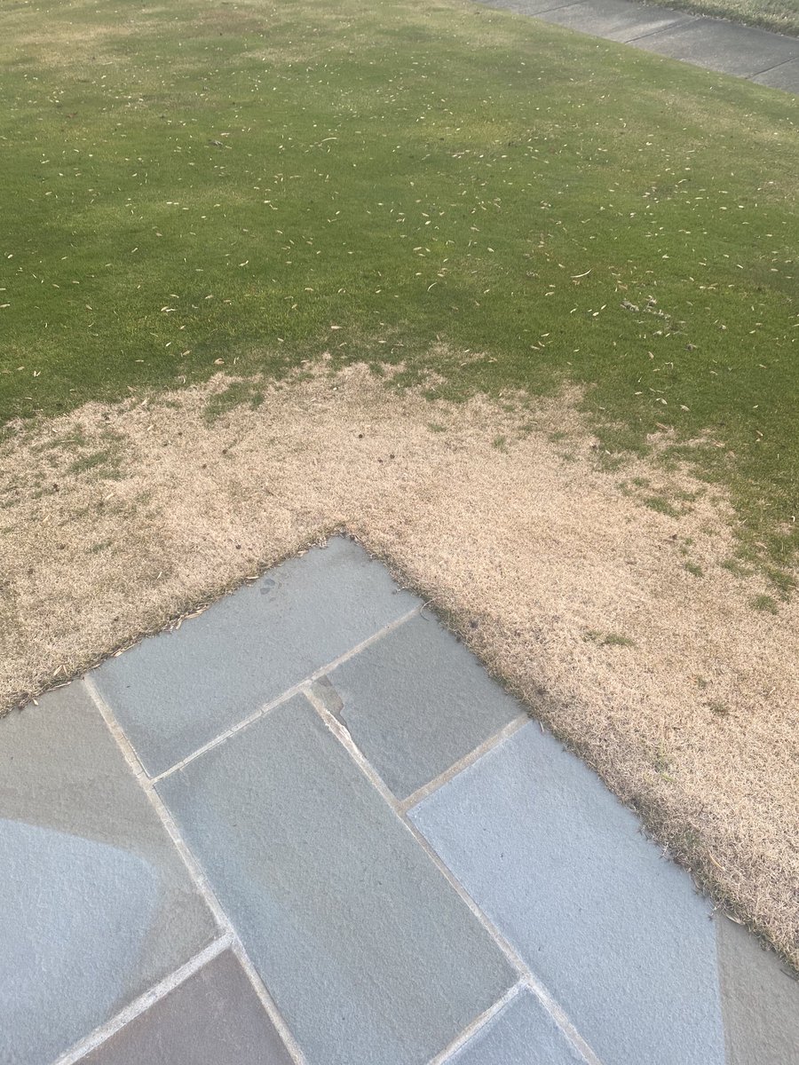 January update on the dormant Latitude in the Bent lawn.