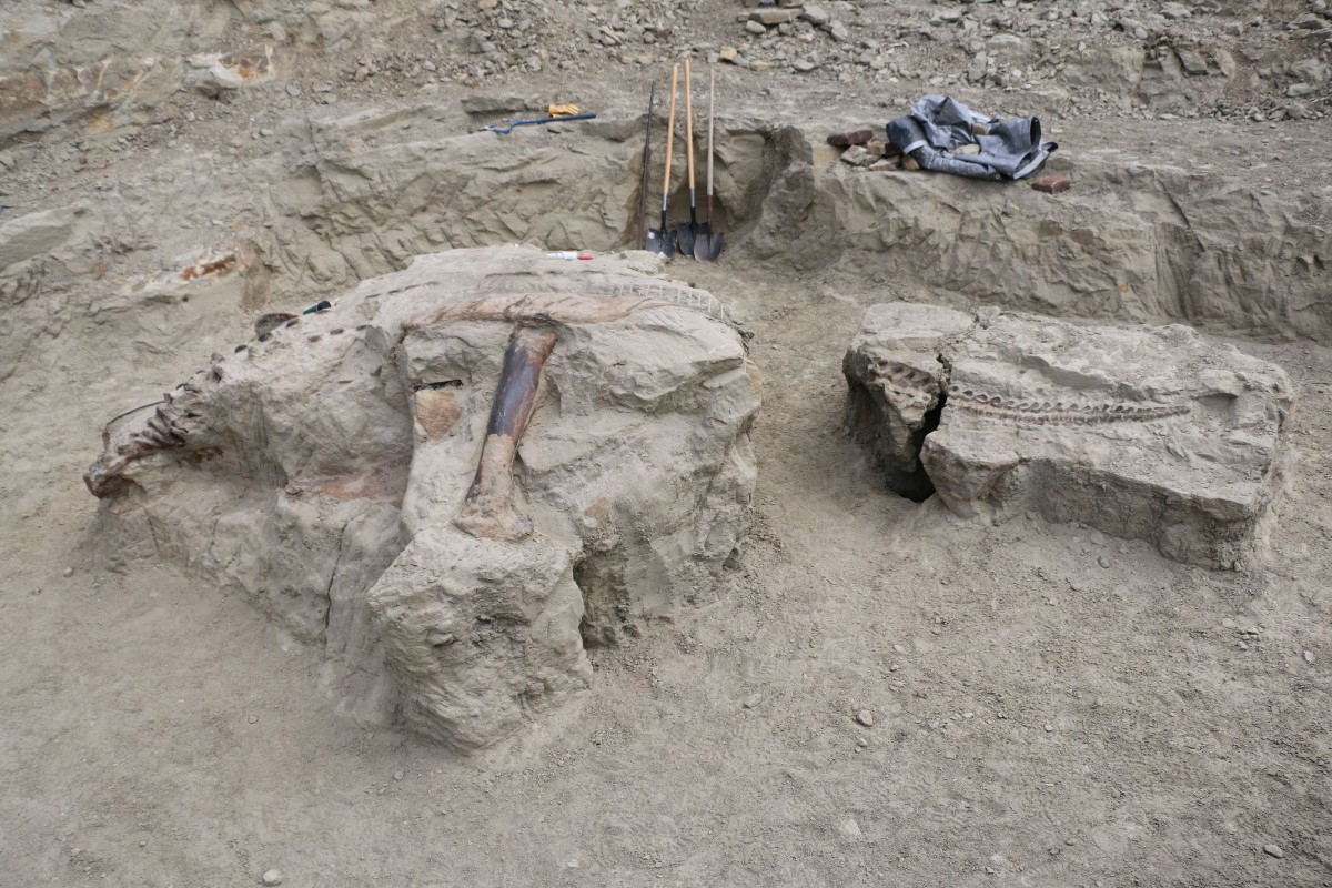 museumsvictoria's tweet photo. #FossilFriday: What you're seeing here are the first glimpses #Triceratops, more or less in life position - all of the bones where they were when the animal was alive.  

Read more in the thread
👇 https://t.co/8EmrQ2rZW2