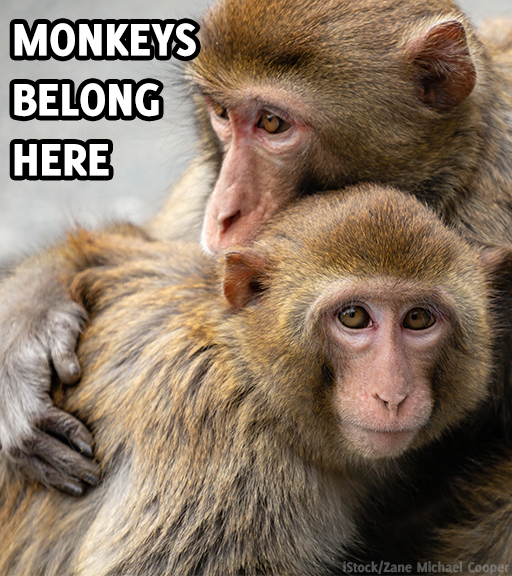 peta's tweet photo. A pathetic piece of cloth is no substitute for a mother’s embrace.

Monkeys belong with their families, not in labs! #NationalHuggingDay https://t.co/54eAPqdXRJ