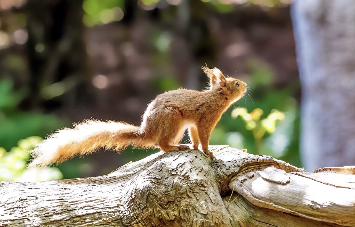 Red squirrels are one of our most treasured creatures. It's rare we see a glimpse of warm russet fur and a striking silver-white bottlebrush tail in our treetops. Less than 160,000 are left across the UK. We must save them for future generations! 🐿️🌲 #RedSquirrelAppreciationDay