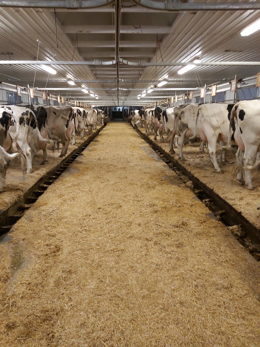 BrubakerDan's tweet photo. Another 8 Delaval Evanza claws going in this beautiful tiestall barn near Alma, ON @NorwellDairy @DeLavalCanada #dairydonewell https://t.co/gTPVbyW4Ur