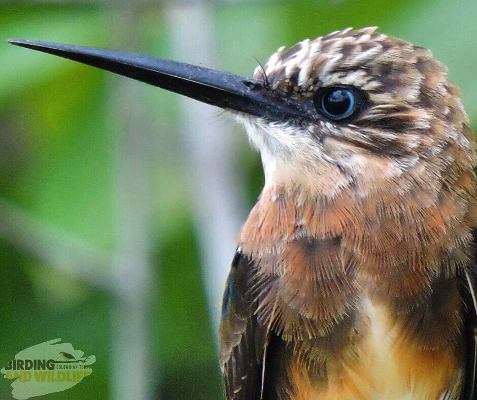 shtidjaus's tweet photo. My pretty eye 
Brown Jacamar 
Jacamar pardo o Jacamar lúgubre 
𝑩𝒓𝒂𝒄𝒉𝒚𝒈𝒂𝒍𝒃𝒂 𝒍𝒖𝒈𝒖𝒃𝒓𝒊𝒔

#birds #birdwatching #birdphotography #BirdsWithPants #wildlifephotography #wildlife #WILDHEART https://t.co/Yin7zKk20c