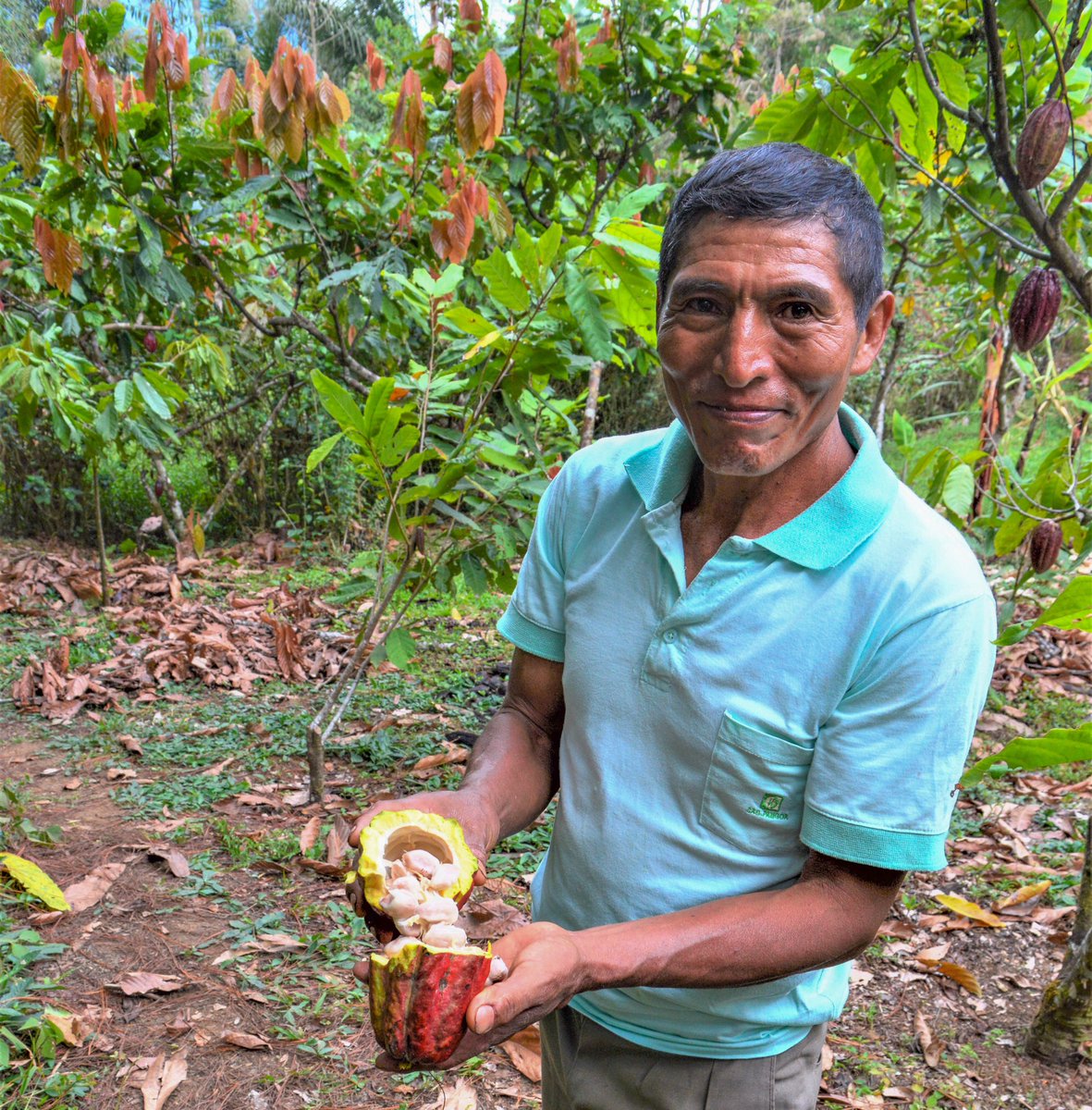 coopcoffees's tweet photo. Through organic land-management, reforestation and diversification, Marcelo Ramos Perez transformed a plot with degraded soil and unpredictable water sources into a healthy, productive farm! He is one of the producers from Pangoa participating in the #CoolFarmTool pilot project! https://t.co/SjS60PbWWH