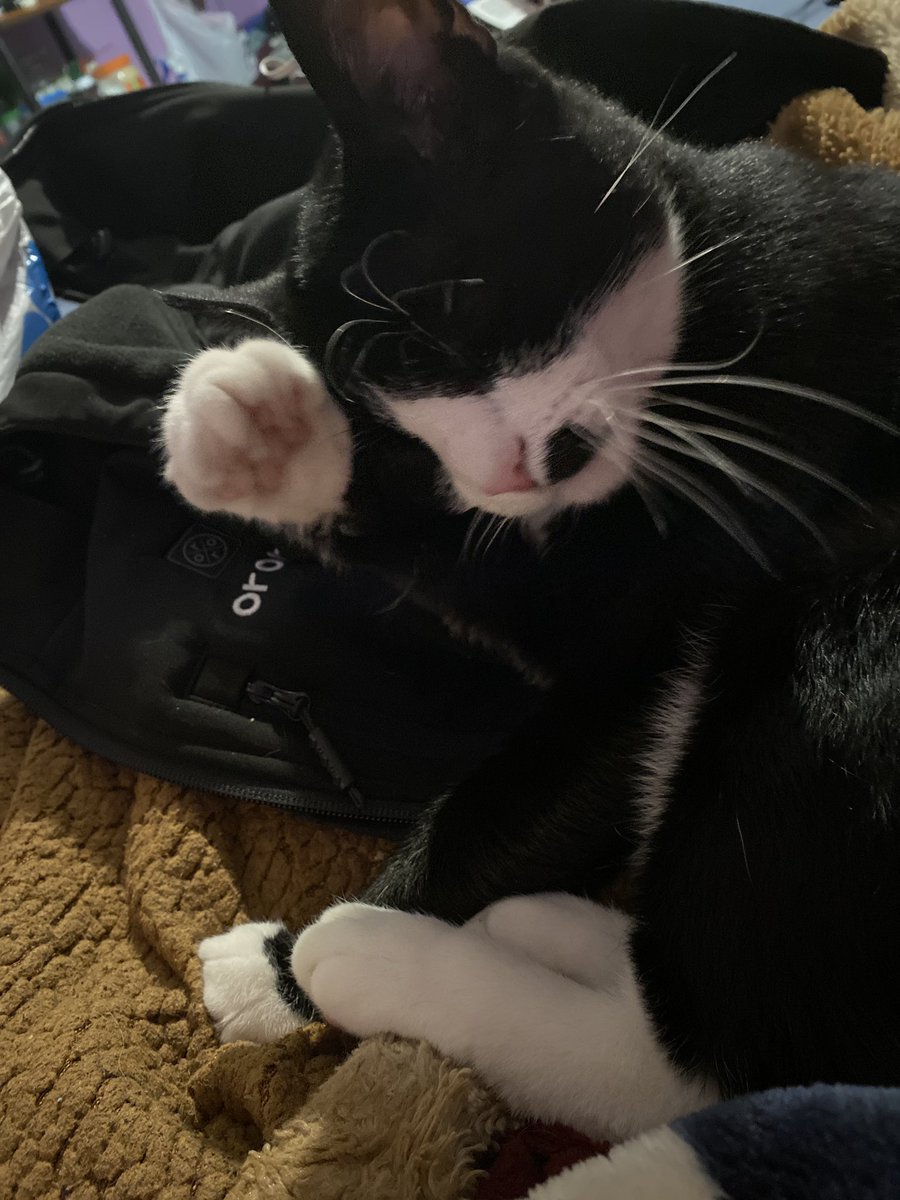 Boopiecat's tweet photo. sorry I be gone. I be hibornate https://t.co/hOFshFHdQM