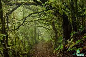 arboles_magicos's tweet photo. El Parque Nacional de Garajonay debe su nombre a la leyenda de los amantes Gara, princesa gomera y Jonay de Tenerife quienes, ante la desaprobación de su amor por sus familias, decidieron clavarse una lanza de madera y tirarse desde el pico más alto de la isla.
#ArbolesMagicos https://t.co/nfk1KtWsxP