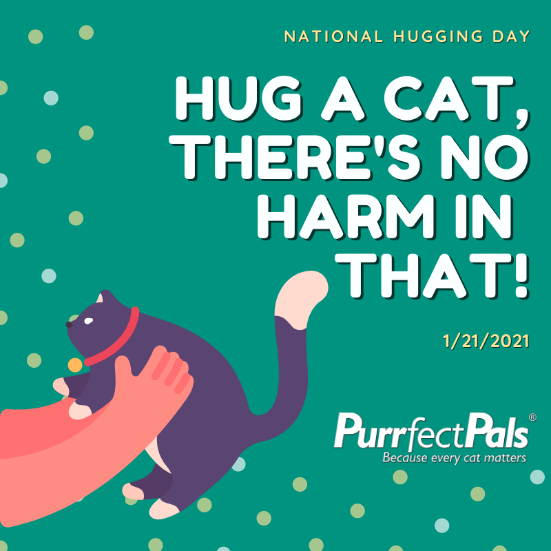 PurrfectPals's tweet photo. Today is #NationalHuggingDay &amp; while we don't recommend hugging any hoomans outside your own household right now, hugging every #kitty you see is purrfectly safe...well maybe, depends on the #cat! 😹

#happyhuggingday #hugacat #fursday #purrsday #purrfectpals #everycatmatters https://t.co/krlFLazmJc