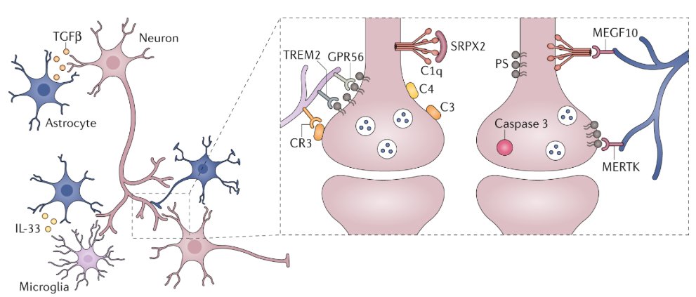 mmw_lmw's tweet photo. #Innate_Immunity | at the crossroads of healthy brain maturation and #NeuroDevelopmental_Disorders | John Lukens @UVA @NatRevImmunol https://t.co/rsIH0AIMTk https://t.co/o8Kli5FZTq