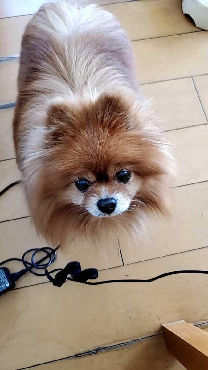 ポメラニアンのしんのすけ カレーうどんを食べていると 私をガン見して微動だにしないしんのすけ ポメラニアン もふもふモフモフ 犬好きさんと繋がりたい 金曜日はローソンのカレー カレーの日 カレーライスの日 坂本龍一