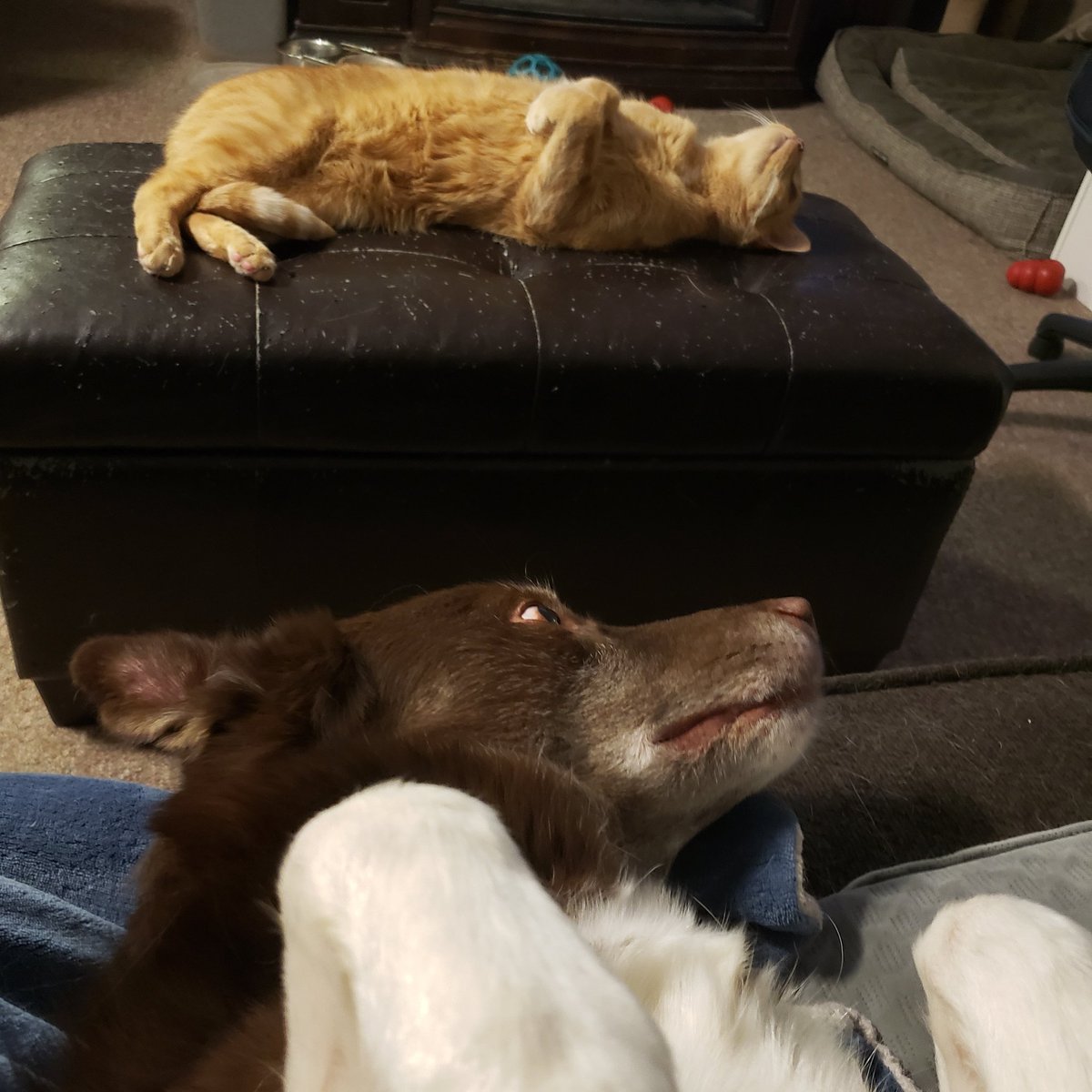 AgilitywAmanda's tweet photo. This is how Hershey & Oliver are chillin tonight 😂
#relaxing #relaxingcat #relaxingdog #chillin #coolcat #sillycat #cutedog #dogcatfriends #catdogfriends #lifewithpets #lifewithanimals #lifewithdogs #lifewithcats https://t.co/z5Njgg3Gh2