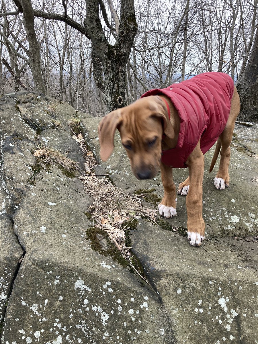 nattyray11's tweet image. Bolo, the assistant #datadog in training, also asks you to take a minute to fill out @humdata team’s tastefully done survey on #dataresponsibility guidance notes...