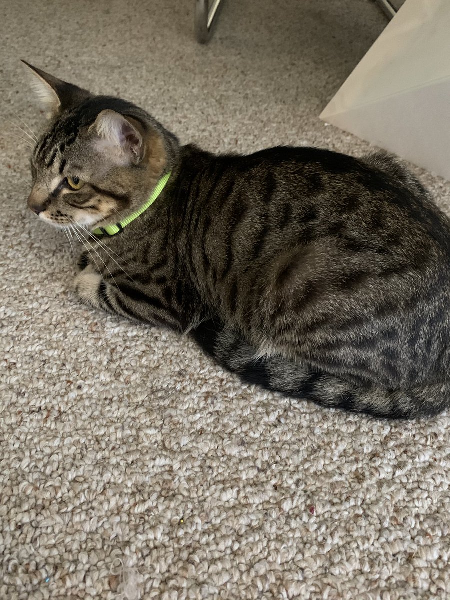 ToadetteFans's tweet image. I’m crying so much right now I’m going to lose my cat because of my landlord and I don’t want to lose my best friend. He’s my 6 month old kitten named Swirly. I love you a lot Swirly and I hope you go to a good family ❤️