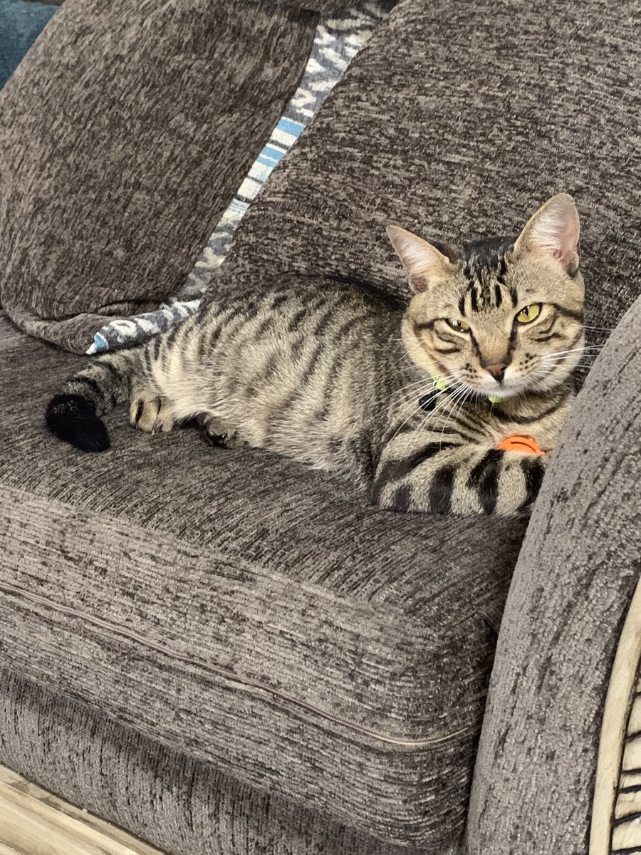 ToadetteFans's tweet image. I’m crying so much right now I’m going to lose my cat because of my landlord and I don’t want to lose my best friend. He’s my 6 month old kitten named Swirly. I love you a lot Swirly and I hope you go to a good family ❤️