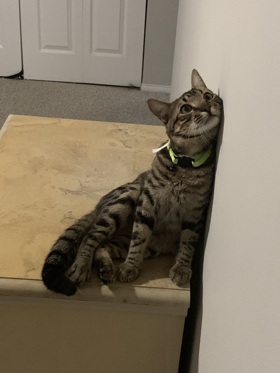 ToadetteFans's tweet image. I’m crying so much right now I’m going to lose my cat because of my landlord and I don’t want to lose my best friend. He’s my 6 month old kitten named Swirly. I love you a lot Swirly and I hope you go to a good family ❤️