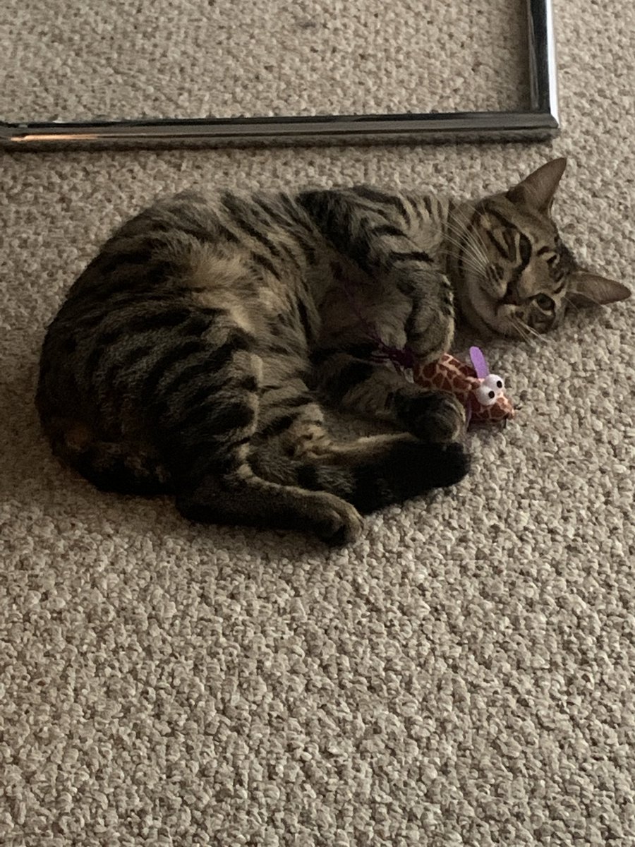 ToadetteFans's tweet image. I’m crying so much right now I’m going to lose my cat because of my landlord and I don’t want to lose my best friend. He’s my 6 month old kitten named Swirly. I love you a lot Swirly and I hope you go to a good family ❤️