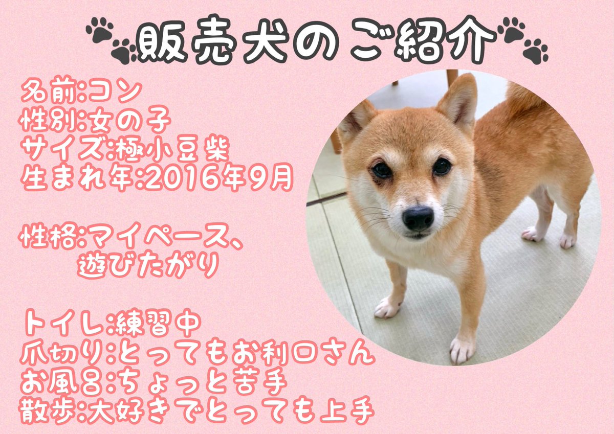 Uzivatel 小豆柴の郷 秋葉原 Na Twitteru お迎え可能な極小豆柴 コンちゃん 16年9月生まれ お気軽にお問い合わせ下さい T Co 7bv6e28l9l 小豆柴の郷は 豆柴カフェ ではありません 豆柴 より小さい世界最小の柴犬小豆柴とも触れ合え 買える犬も