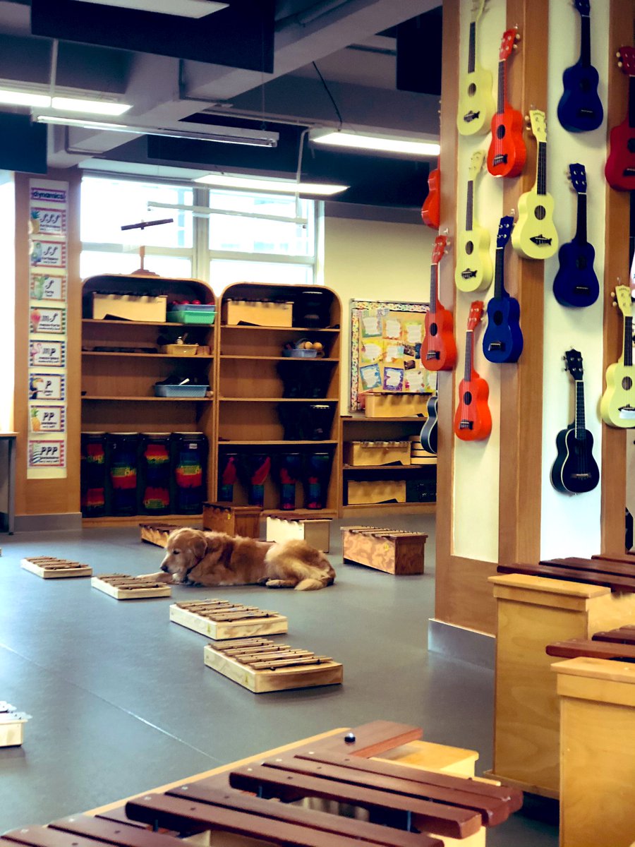 Anyone is free to learn to play xylophone in an ensemble , that is the dream, and dream can come true🦮 #OpenMinded #SISrocks #classroom #makebelieve #HappyFriday #orff <a href="/MusicShep/">Kimberly Sheppard</a>