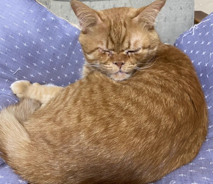 @tyomateee うちの子の猫パンチ・・？笑 
