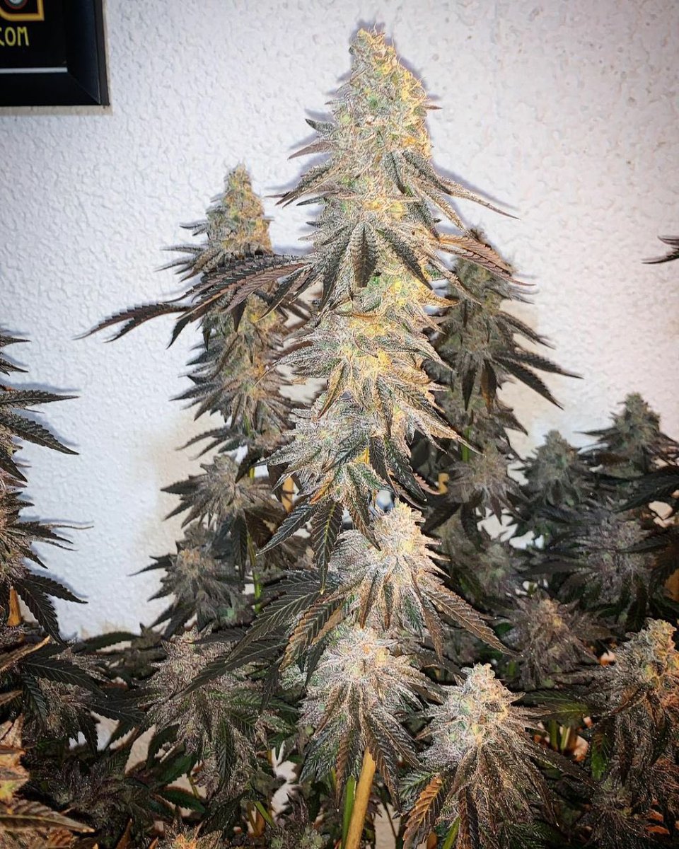 NickyMi67934109's tweet photo. #WeedLovers smoke good weed https://t.co/G8ydy5Dj3c