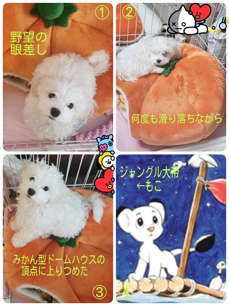 ミックス犬 マルプーのもこ ４コマ完結 自己満 ドームハウス頂点に登りつめるまで Dog マルチーズ トイプードル ミックス犬 パピー犬 犬 マルプー ペット いやし犬 もふもふ 可愛い犬 犬好きさんと繋がりたい 犬のいる生活 犬のいる