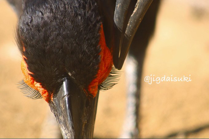 まつ毛が長いのtwitterイラスト検索結果