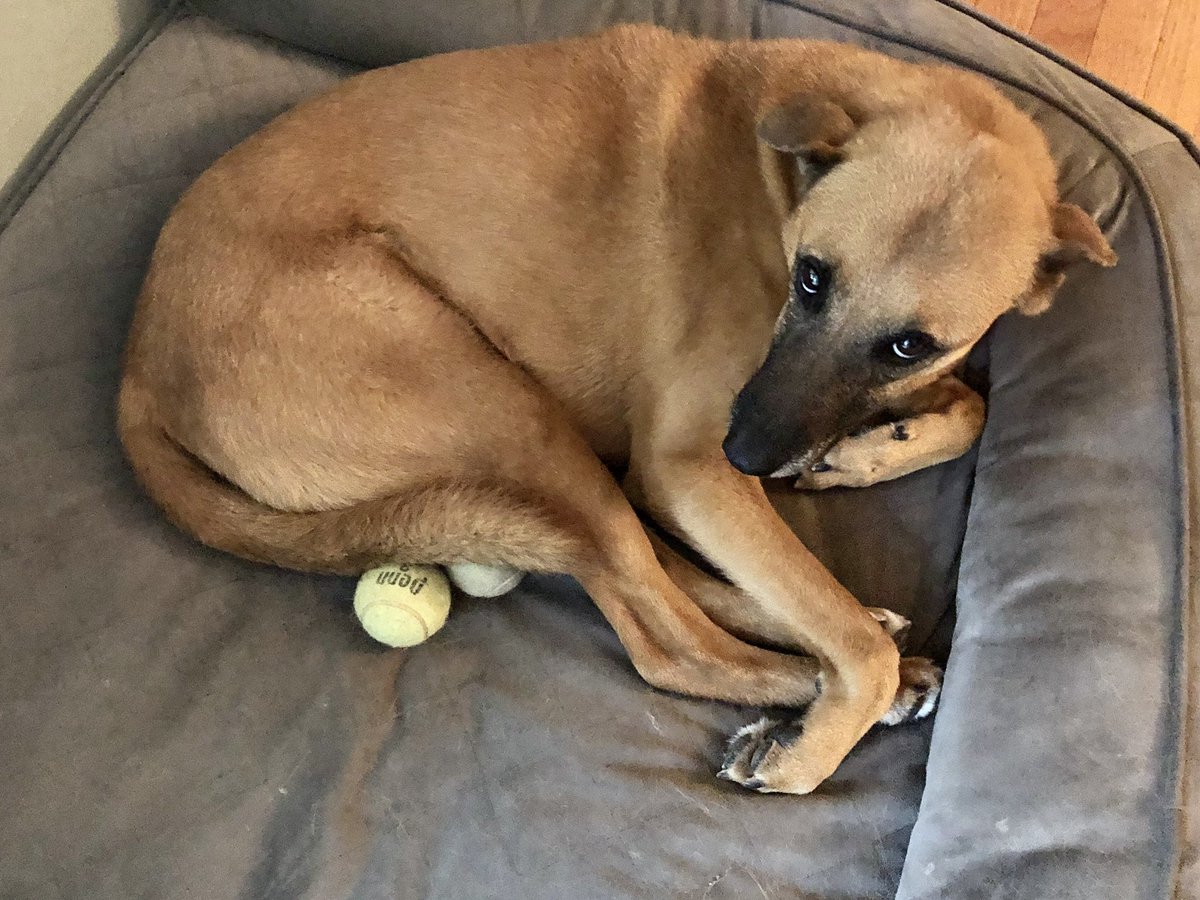 Thanks <a href="/Chelsea_NFPA/">Chelsea Rubadou</a>, are there prizes for the #CRRPuppyChallenge?  It’s a boy dog, just in case you couldn’t tell.  Don’t stare, it makes it weird.