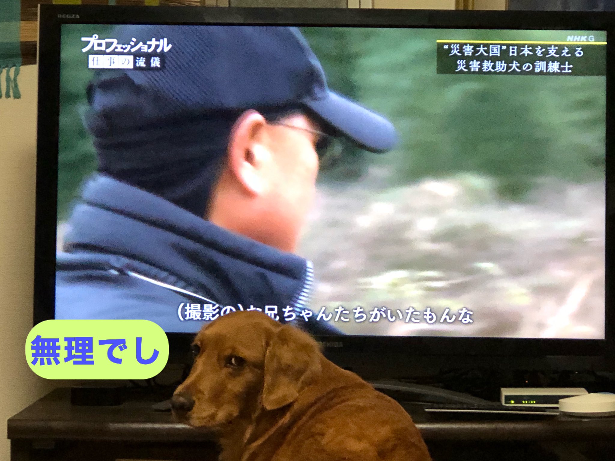 Lualua Nhkプロフェッショナル 災害救助犬訓練士 に釘付けなうちの4歳が出した答え Nhk プロフェッショナル 災害救助犬訓練士 ゴールデンレトリーバー T Co Acilqanlhg Twitter