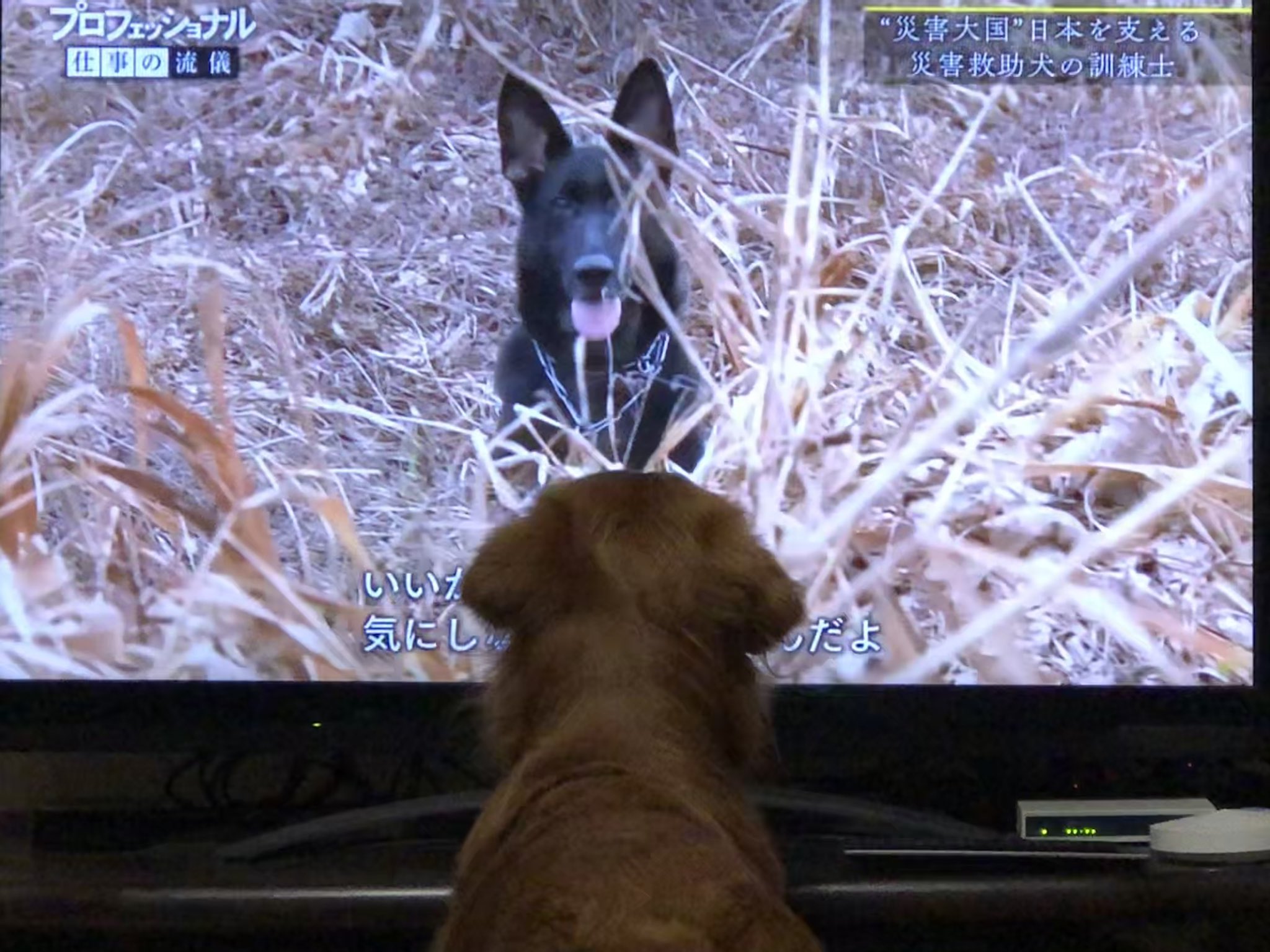 Lualua Nhkプロフェッショナル 災害救助犬訓練士 に釘付けなうちの4歳が出した答え Nhk プロフェッショナル 災害救助犬訓練士 ゴールデンレトリーバー T Co Acilqanlhg Twitter