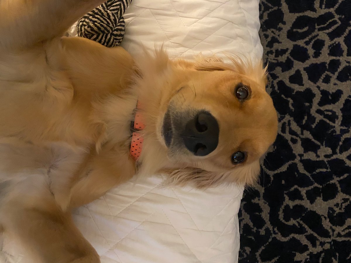 Chandler Blanchet tweet media