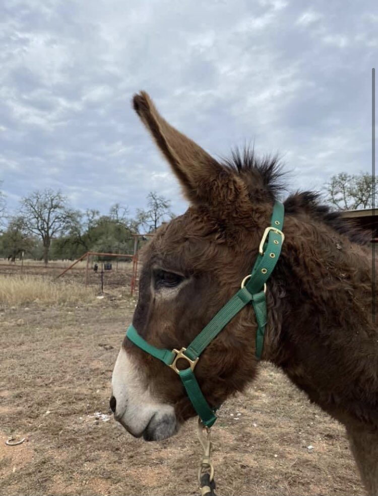Norman is sprouting some more gray!  He wanted to check in and say “hi” to you!  He is about 20 years old. #grff