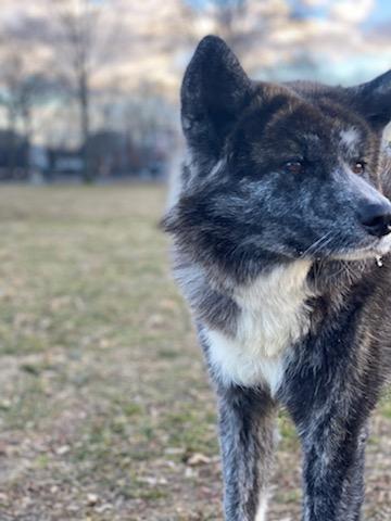 Japanese AKITA *AKITA-Inu tweet media