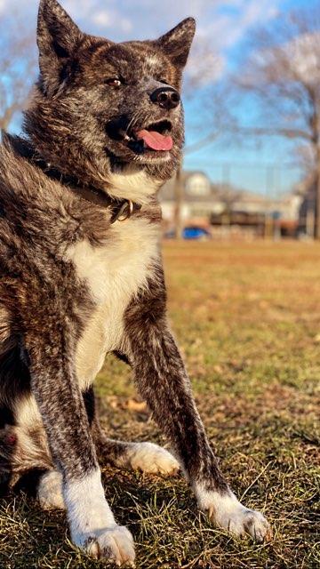 Japanese AKITA *AKITA-Inu tweet media