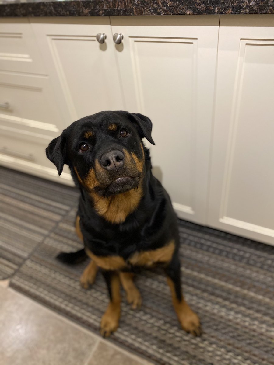 smileitsfree44's tweet photo. My beautiful girl πβπ¦ΊπΎπ¦΄β₯οΈ #ladyShay #rottie #iloverher https://t.co/KtECpRqi6b