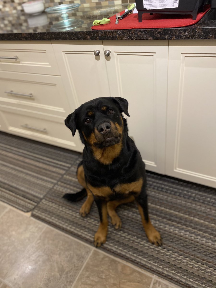 smileitsfree44's tweet photo. My beautiful girl πβπ¦ΊπΎπ¦΄β₯οΈ #ladyShay #rottie #iloverher https://t.co/KtECpRqi6b