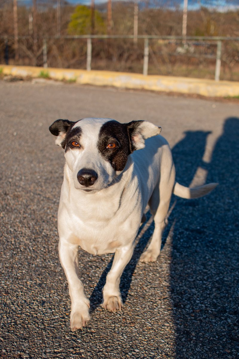 TrueLifePicsMA's tweet image. This swwet pup needs our help! 
gofund.me/ac228350