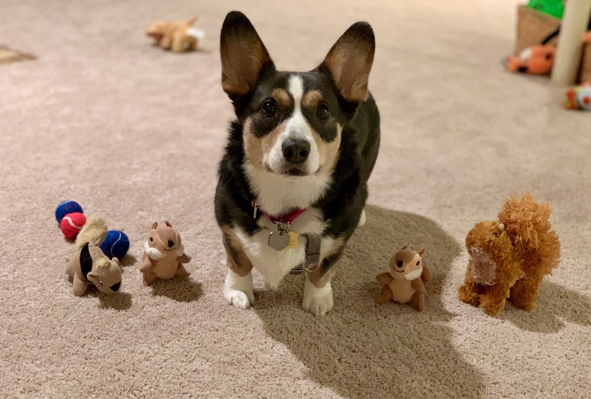 Quinn_The_Corgi's tweet photo. ๐ฟ๏ธ๐ฟ๐ฟ๐ฟ๐ฟ๐ฟ๐ฟ๐ฟ๐ฟ๐ฟ๐ฟ๐ฟ#NationalSquirrelAppreciationDay๐ฟ๐ฟ๐ฟ๐ฟ๐ฟ๐ฟ๐ฟ๐ฟ๐ฟ๐ฟ๐ฟ๐ฟ #squirrelcrew #CorgiCrew #corgi https://t.co/gNUvqJaME1