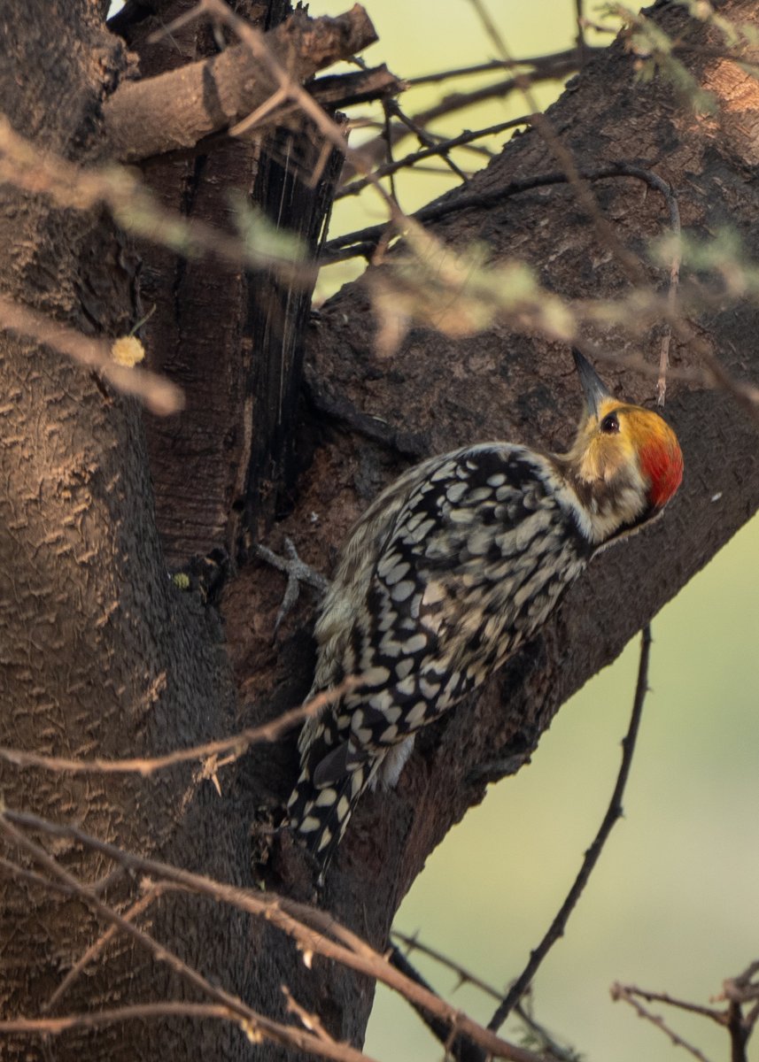 #IndiAves The yellow-crowned woodpecker or Mahratta woodpecker is a species of small pied #woodpecker found in the #Indian subcontinent. Oct 2020, #Faridabad, #India. @OlympusProIndia @OrnithophileI @WildlifeMag @vivek4wild #bbcwildlifepotd @Avibase #birds #nature @Saket_Badola https://t.co/68Wh8G9Pzd