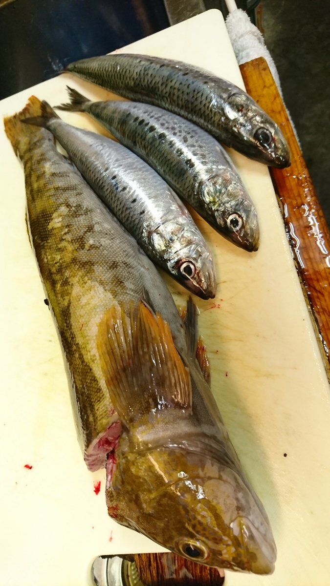 酒房食彩もぐ こんにちは ˊᵕˋ 間もなくランチオープンです 本日のランチは 刺身定食5種盛り メジ鮪 寒鰤 星鰈 アイナメ 真鰯です 煮魚定食 鰤のカマ煮 焼き魚定食 鯖の醤油焼き の3品です 皆様のお越しをお待ちしておりますm M