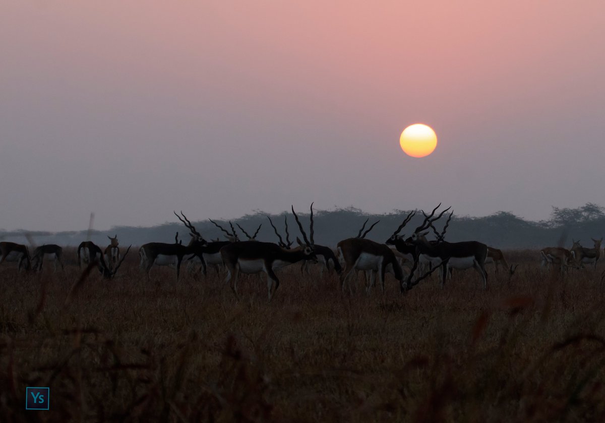 Blackbucks, Velavadar
#Wildlife #wildlifephotography #nature #NaturePhotography #TwitterNatureCommunity #IncredibleIndia #GujaratTourism #BBCWildlifePOTD #ThePhotoHour #Velavadar #bbcwildwife #IndiAves #wildlifeofgujarat
@Canon_India
@incredibleindia
@GujaratTourism
@IndiAves https://t.co/sdCUTwZNmh
