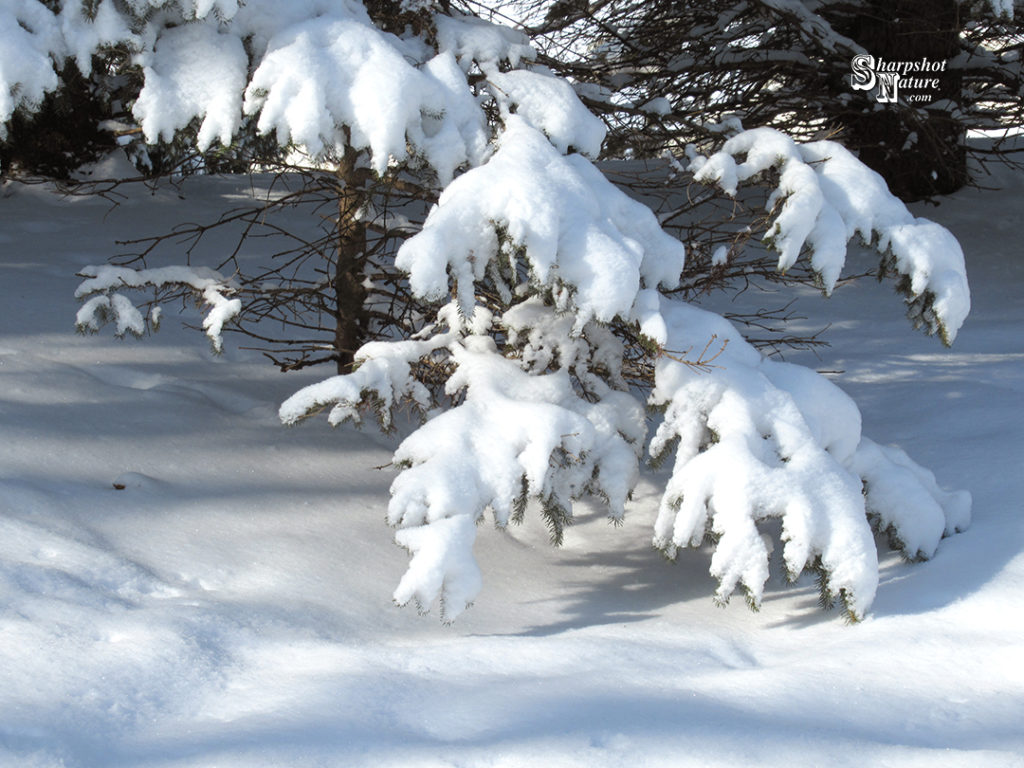 Please like, share, and add a comment! Current post & gallery at the website Home Page #branch #nature #naturephotography #photography #pine #pinetree #sharpshotnature #sky #snow #stick #tree #twig #wildlife #wildlifephotography #winter
https://t.co/mRBNJWptRw https://t.co/eQFJq2uD5L