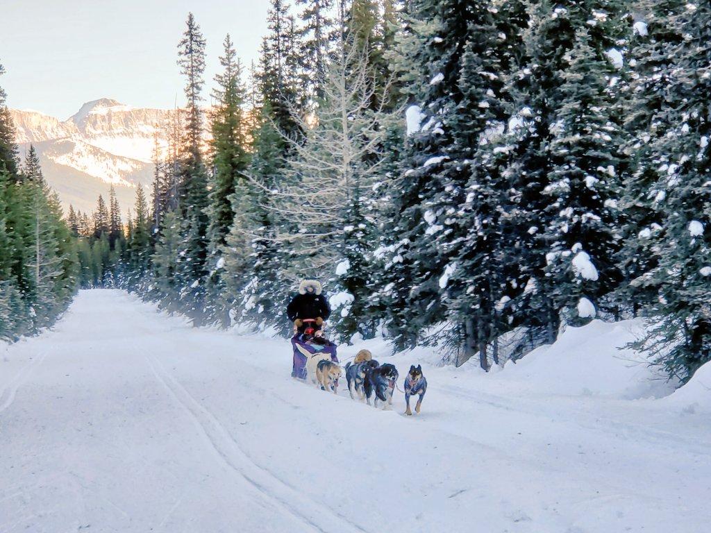 Dog sled on the Great Divide Trail in #LakeLouise @banffNP #staywild #nature #snow #mountains https://t.co/MPhpNjctia