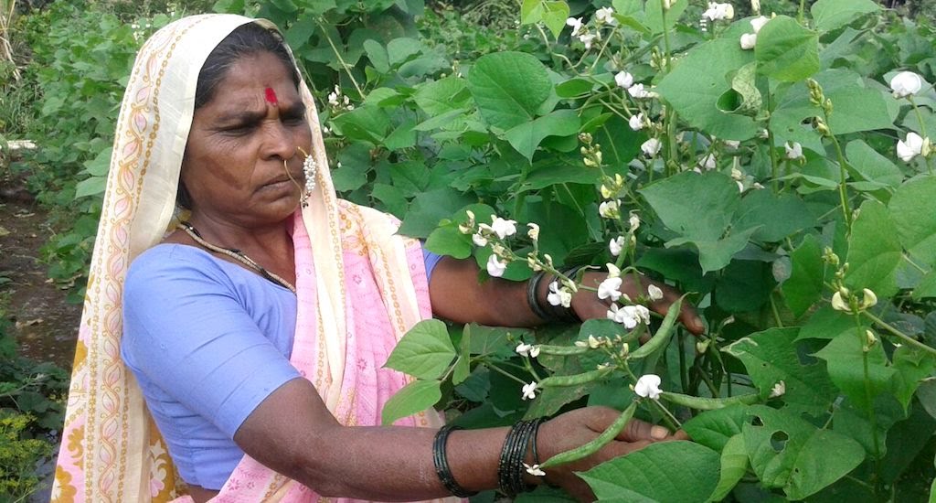 VVSLaxman281's tweet image. Rahibai Soma Popere established a seed bank successfully preserving hundreds of varieties of crops in traditional tribal way and increased crop yield by 30%. She has trained many other farmers in agro bio-diversity conversation and was honoured with the Padma Shri. Hats off 🙏