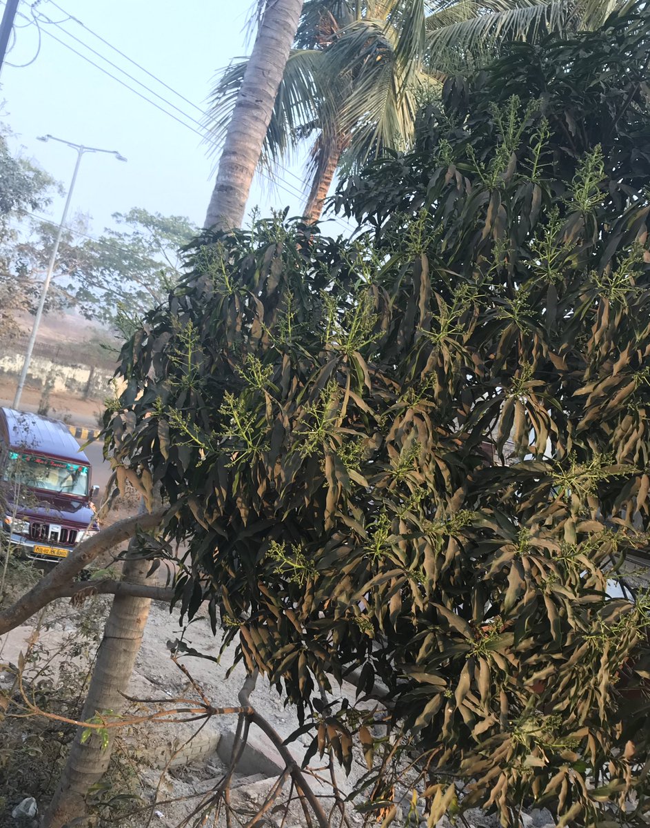 niharikasahoo's tweet photo. Fallen not defeated, post #cyclonefoni https://t.co/BDIVK3geFR
