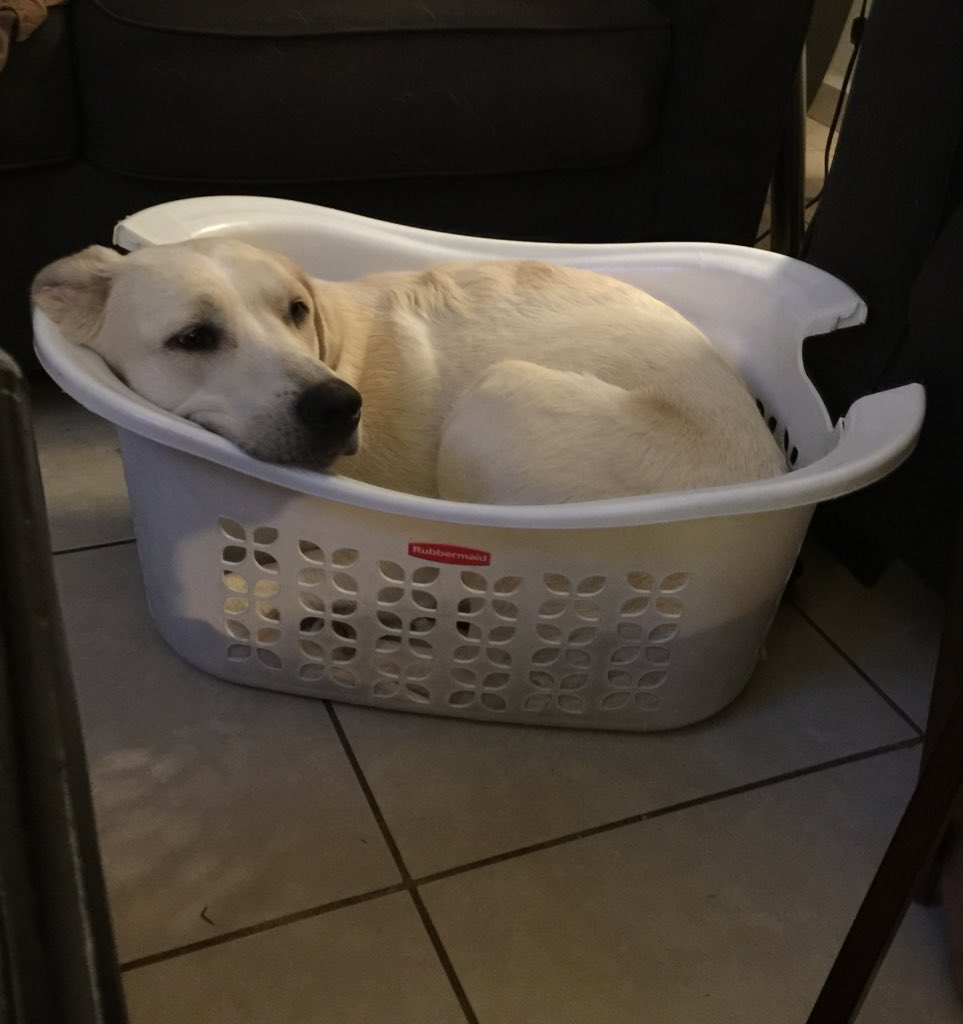 Ike_tx's tweet photo. @pokimanelol @CashApp canโt draw so hereโs my dog in a basket $Ike0524 #CashAppPoki https://t.co/tH0K2oXjkE