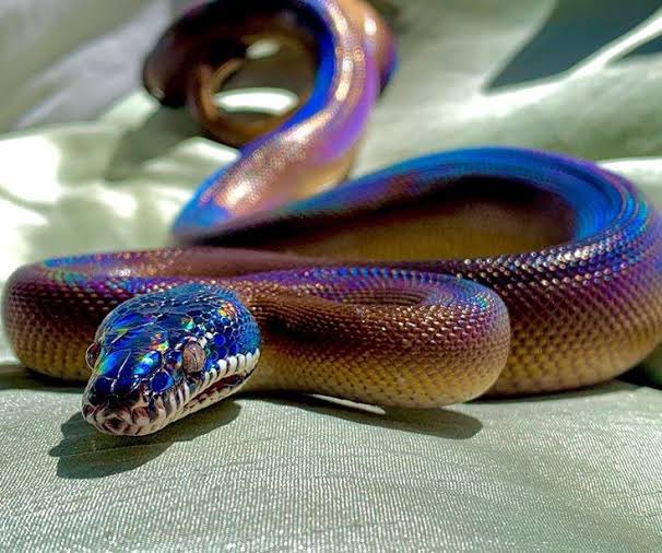 Hebi_Kaeru2020's tweet image. アルバーティスパイソン誰か譲って🥺

#アルバーティスパイソン #Whitelippedpython #蛇 #ヘビ #爬虫類 #爬虫類好き #snake #reptile #reptiles #pet