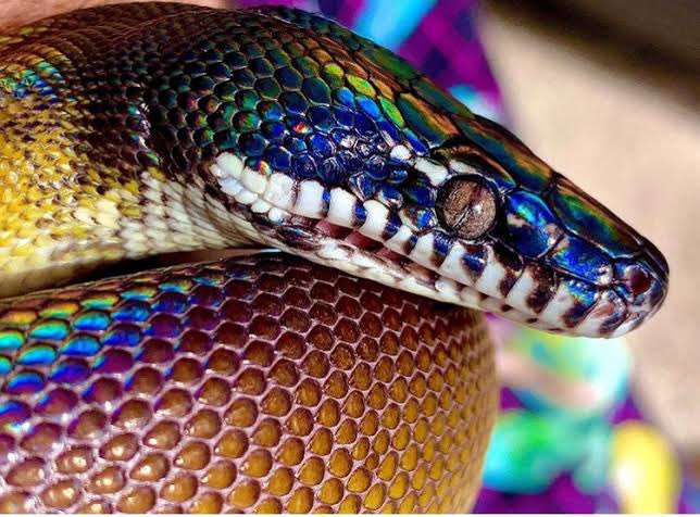 Hebi_Kaeru2020's tweet image. アルバーティスパイソン誰か譲って🥺

#アルバーティスパイソン #Whitelippedpython #蛇 #ヘビ #爬虫類 #爬虫類好き #snake #reptile #reptiles #pet