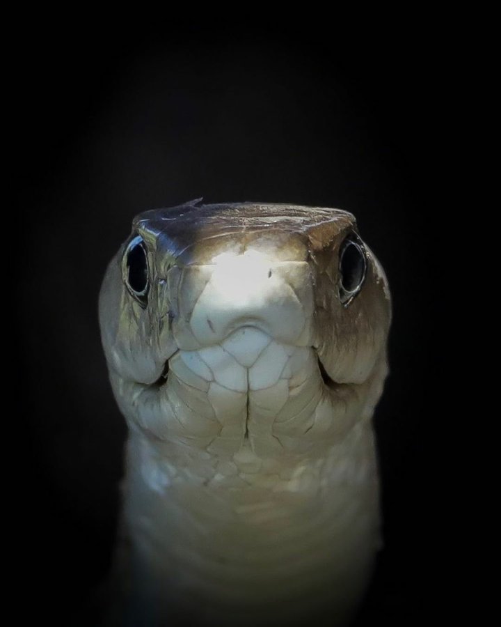 The Black Mamba (Dendroaspis polylepsis) (rovambira) (ginyambila)  is a venomous snake found in S & E Africa. It is the world's 2nd longest venomous snake after the king cobra. It is rumored to clock speeds of upto 16km/hr unofficially making it the world's fastest snake