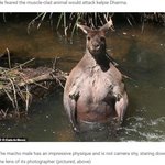 犬の散歩中に？筋肉ムキムキのマッチョカンガルーと遭遇する!