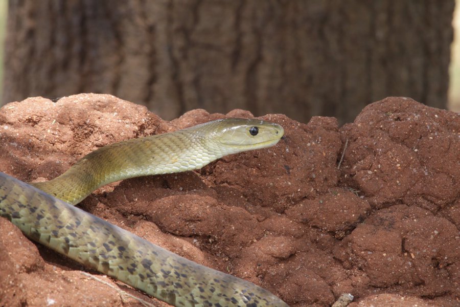 The grow to a length of about 2-3m. They are either grey or olive in colour but they get their name because of their black mouths. When threatened they lift about a ⅓of their body length above ground, puff their necks & hiss loudly to scare off attackers