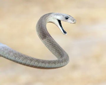 The grow to a length of about 2-3m. They are either grey or olive in colour but they get their name because of their black mouths. When threatened they lift about a ⅓of their body length above ground, puff their necks & hiss loudly to scare off attackers