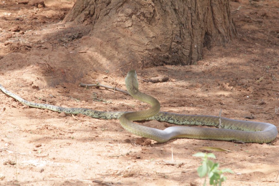 The grow to a length of about 2-3m. They are either grey or olive in colour but they get their name because of their black mouths. When threatened they lift about a ⅓of their body length above ground, puff their necks & hiss loudly to scare off attackers